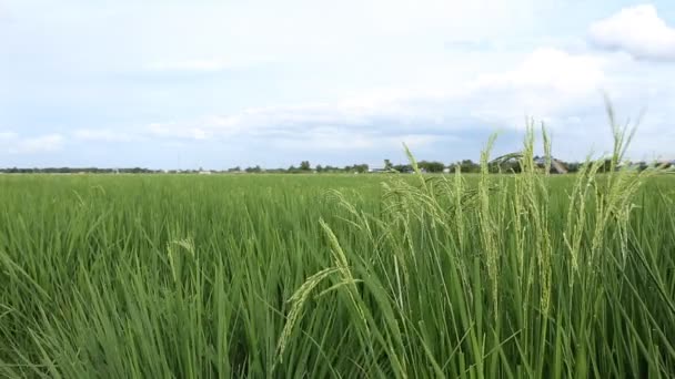 Orecchie di riso nel campo con il cielo e le nuvole . — Video Stock