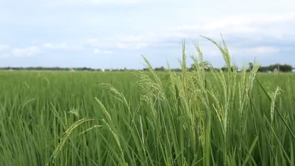 Orecchie di riso nel campo con il cielo e le nuvole . — Video Stock