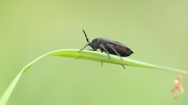 Insectos sobre hierba verde en el jardín . — Vídeos de Stock