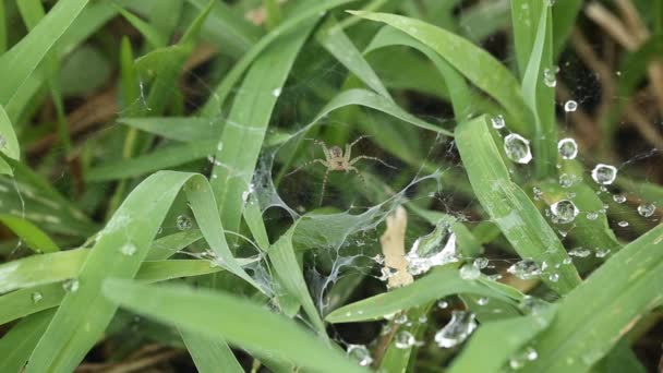 Spinnenweb op gras. — Stockvideo