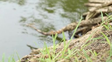 Yeşil çimlerde yusufçuk.