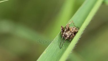 Yeşil çimenlerin üzerinde Spider.