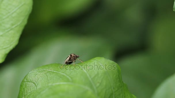 Insectos sobre hierba verde en el jardín . — Vídeo de stock