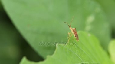 Bahçede yeşil çimenlerin üzerinde böcek.