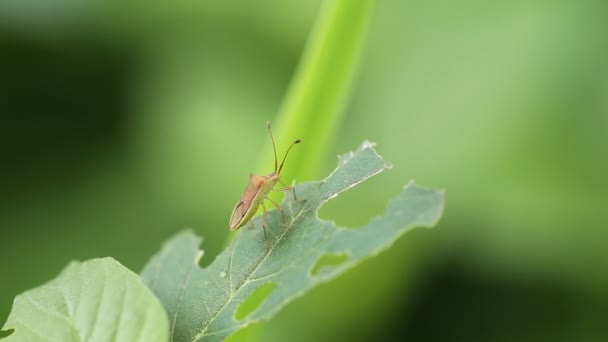 Insekt på grönt gräs i trädgården. — Stockvideo