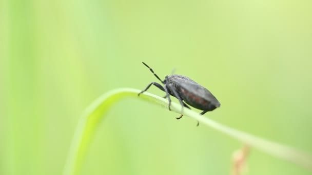 Insectos sobre hierba verde en el jardín . — Vídeo de stock