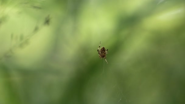 Pająk na zielonej trawie. — Wideo stockowe