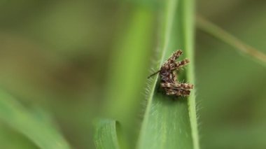 Yeşil çimenlerin üzerinde Spider.