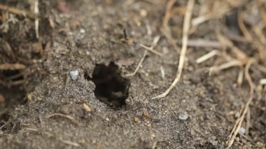 Karınca deliğe geri.