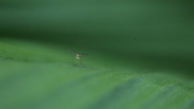 Bahçede yeşil çimenlerin üzerinde böcek.