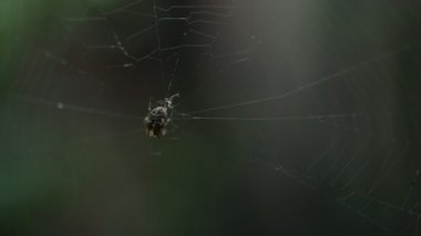 böcek örümcek web üzerinde oturur.