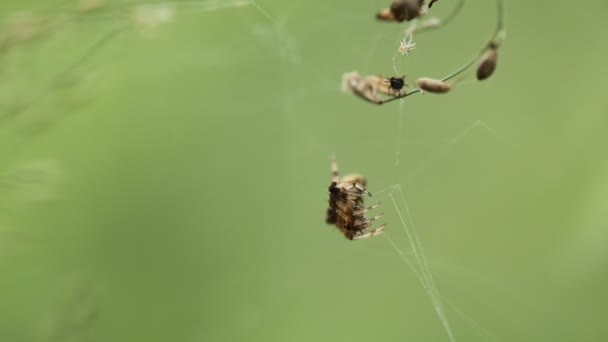 Insect spider sits on web. — Stock Video