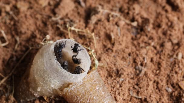 Black bees are at the hive entrance. — Stock Video