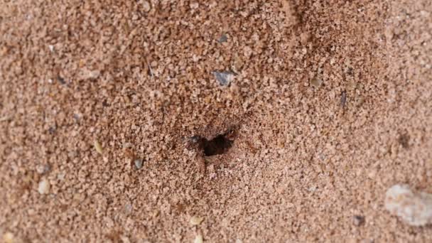 Κόκκινο μυρμήγκι έδαφος τρύπες. — Αρχείο Βίντεο