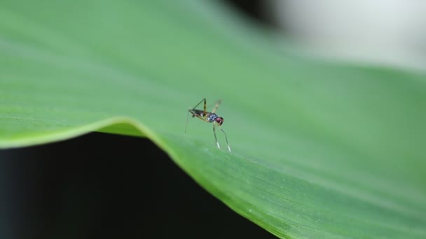 정원에서 푸른 잔디에 곤충. — 비디오