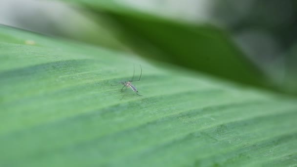 Insectos sobre hierba verde en el jardín . — Vídeo de stock