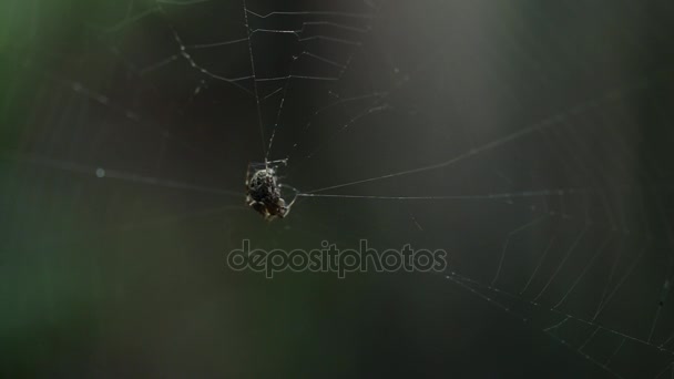 Insecte araignée assis sur la toile . — Video