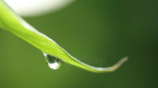 Gota de agua sobre hierba verde. — Vídeo de stock