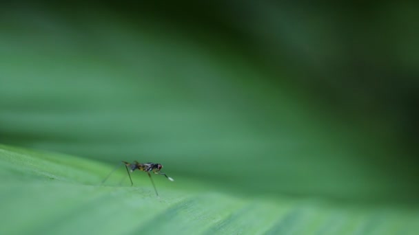 Insecte sur herbe verte dans le jardin . — Video