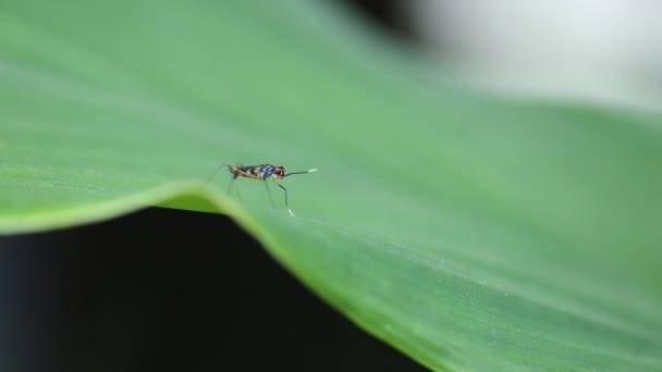 Insect op groen gras in de tuin. — Stockvideo