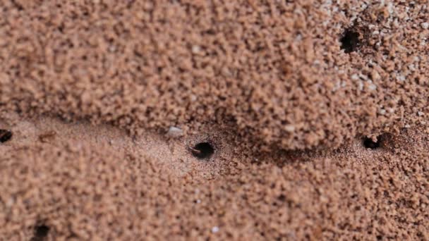 Czerwonych mrówek ziemi otwory. — Wideo stockowe