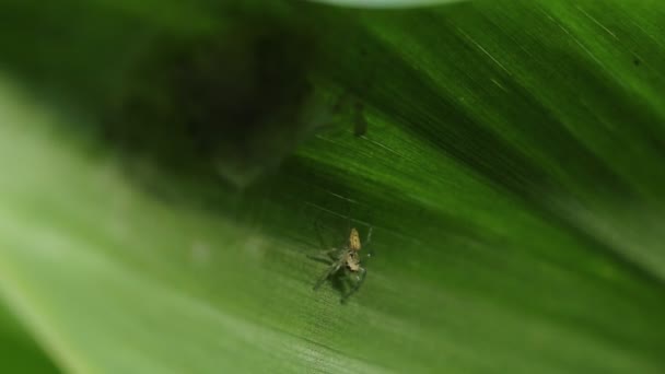 Spindel på grönt gräs. — Stockvideo