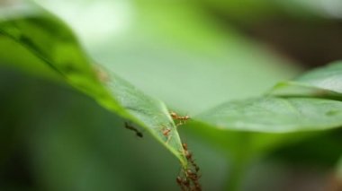Yeşil yapraklı kırmızı karınca.
