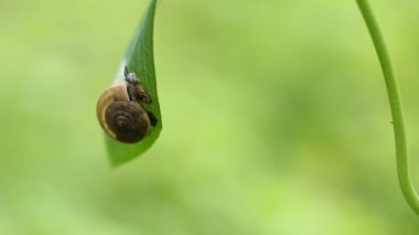 salyangoz Park yeşil yaprak üzerinde.