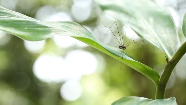 自然の中問コシロカネグモやアシナガグモ. — ストック動画