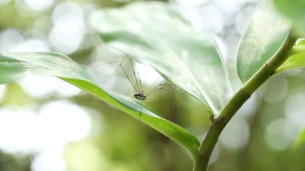 Μακρύ πόδι αράχνη στη φύση. — Αρχείο Βίντεο