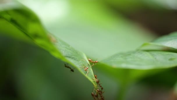 fourmi rouge sur feuille verte.