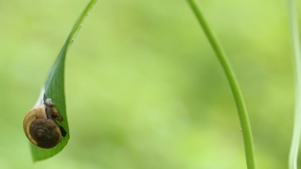 Σαλιγκάρι σε πράσινο φύλλο στο πάρκο. — Αρχείο Βίντεο