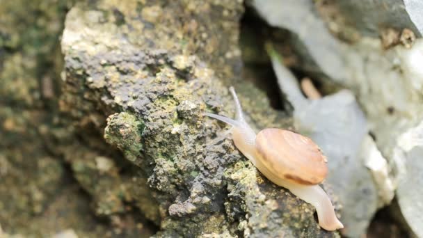 escargot sur pierre dans la nature .
