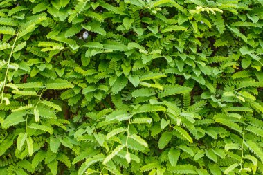 Demirhindi ağaç arka plan üzerinde bırakır.