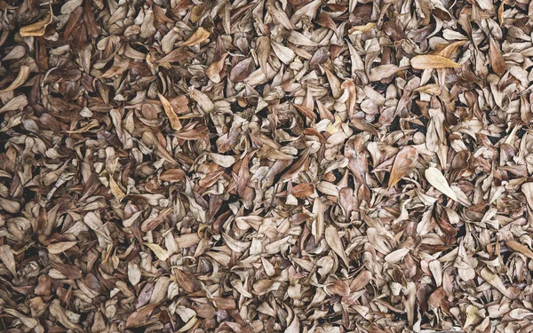 床の上の乾燥葉背景. — ストック写真