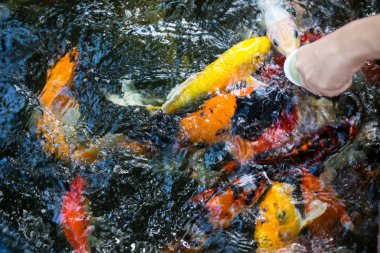 Kerevit havuzda besleme