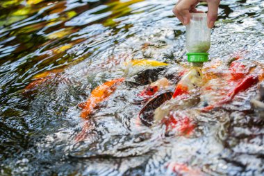 Kerevit havuzda besleme