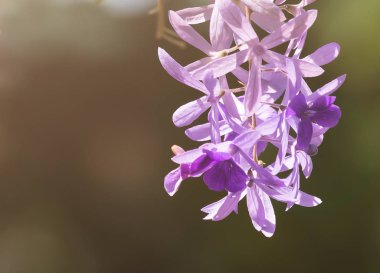 Ağaç bahçe üzerinde mor çelenk.