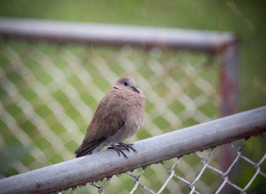 Geopelia striata yağmurda iken demir çit