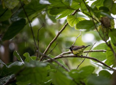 Yağmur yağdığında iken ağaç üzerinde Sarı karınlı sunbird.