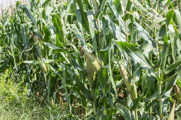 Кукуруза в поле . — стоковое фото