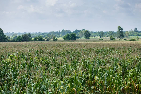 Árbol de maíz en el campo . —  Fotos de Stock