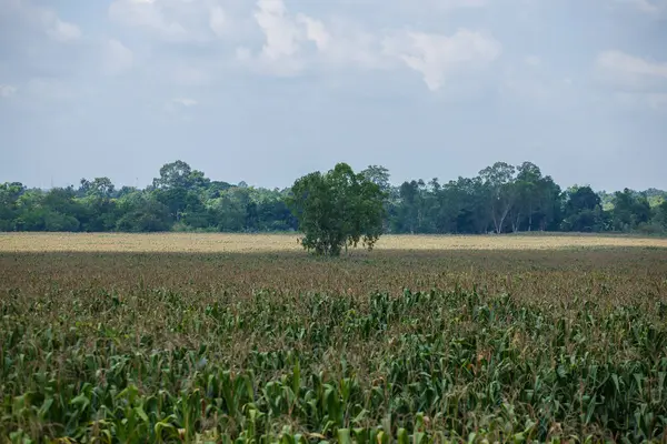 Maisbaum auf dem Feld. — Stockfoto