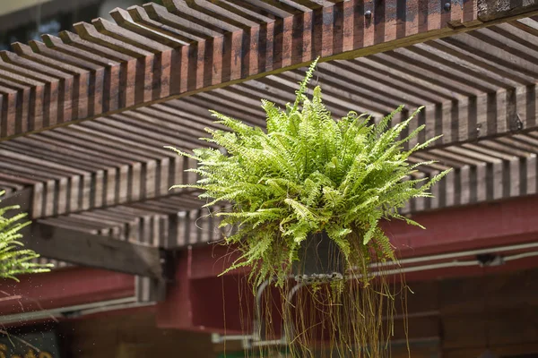 Fern in een pot opknoping op een houten rail. — Stockfoto