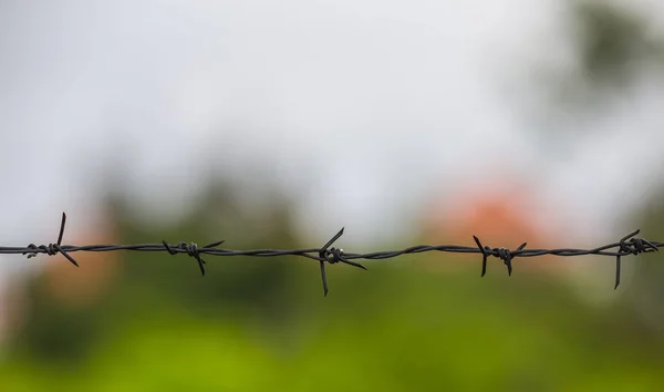 Alambre de púas en el fondo verde . — Foto de Stock