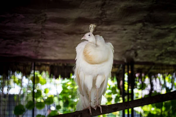 Paon blanc sur la branche — Photo