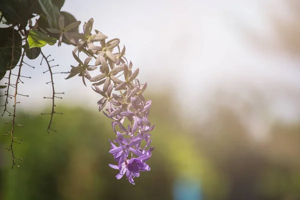 Couronne violette sur l'arbre dans le jardin . — Photo