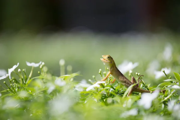 Kleine Chameleon op groene boom — Stockfoto