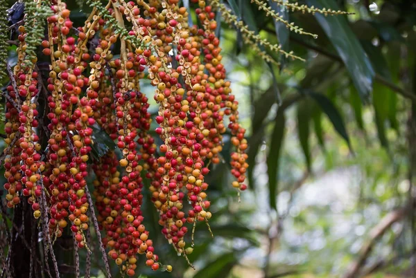 Red palm fruit on the tree — Stock Photo, Image