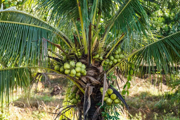Kokosfrüchte auf dem Baum im Garten. — Stockfoto